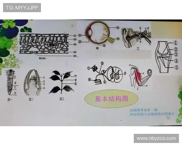 深圳网球队战术分析与对比探讨揭示胜负关键因素